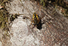 Helophilus pendulus